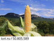 Раскрытый початок спелой кукурузы в солнечный летний день. Стоковое фото, фотограф Яна Королёва / Фотобанк Лори