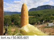 Раскрытый початок спелой кукурузы в солнечный летний день. Стоковое фото, фотограф Яна Королёва / Фотобанк Лори