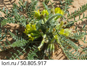 Israel wildflower Beer Sheva milk-vetch (lat.- Astragalus caprinus) Стоковое фото, фотограф Irina Opachevsky / Фотобанк Лори