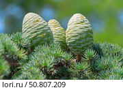 Красивые зеленые шишки на хвойном дереве в старом парке. Beautiful green cones on a coniferous tree in the old park. Стоковое фото, фотограф Татьяна Д / Фотобанк Лори