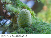 Красивые зеленые шишки на хвойном дереве в старом парке. Beautiful green cones on a coniferous tree in the old park. Стоковое фото, фотограф Татьяна Д / Фотобанк Лори