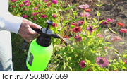 Woman watering flowers in garden. Стоковое видео, видеограф Igor Skripachev / Фотобанк Лори