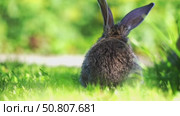 Gray rabbit on the grass on a sunny day. Стоковое видео, видеограф Igor Skripachev / Фотобанк Лори