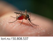 Комар напившийся крови. Макросъемка. A mosquito drunk on blood. Macro photography. Стоковое AI-изображение, AI-художник Гер Олег / Фотобанк Лори