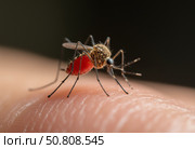 Комар напившийся крови. Макросъемка. A mosquito drunk on blood. Macro photography. Стоковое AI-изображение, AI-художник Гер Олег / Фотобанк Лори