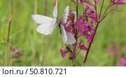 Mating of butterflies. Butterfly Aporia crataegi, the black-veined white, is a large butterfly of the family Pieridae. Стоковое видео, видеограф Андрей Армягов / Фотобанк Лори