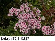 Phlox are blooming in the garden. Summer. Phlox (lat. Phlox) is a genus of beautifully flowering herbaceous plants in the family Polemoniaceae. Стоковое фото, фотограф Андрей Жигальцов / Фотобанк Лори