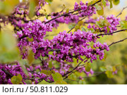 Flowering Cercis siliquastrum. Стоковое фото, фотограф Яков Филимонов / Фотобанк Лори