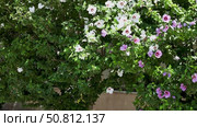 Vibrant flowering plants with lush green foliage showcase a beautiful display of pink and white blossoms in a sunny outdoor garden setting, enhancing natural beauty and tranquility. Стоковое видео, видеограф Ирина Ручушкина / Фотобанк Лори
