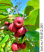 Красные спелые плоды яблони ягодной (Malus baccata (L.) Borkh. ) Стоковое фото, фотограф Ирина Борсученко / Фотобанк Лори