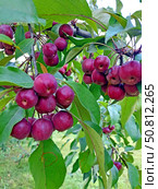 Урожай плодов яблони ягодной (Malus baccata (L.) Borkh. ) Стоковое фото, фотограф Ирина Борсученко / Фотобанк Лори