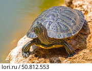 Красноухие черепахи греются на камне в лучах солнца. Red-eared turtles basking and swimming in the sun. Стоковое фото, фотограф Татьяна Д / Фотобанк Лори