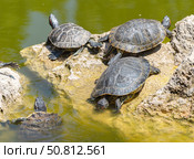 Красноухие черепахи греются на камне в лучах солнца. Red-eared turtles basking and swimming in the sun. Стоковое фото, фотограф Татьяна Д / Фотобанк Лори