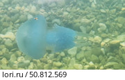 Transparent jellyfish gracefully gliding through clear water above a bed of smooth pebbles, showcasing its delicate tentacles and ethereal beauty in a serene aquatic environment. Стоковое видео, видеограф Ирина Ручушкина / Фотобанк Лори