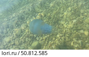 Transparent jellyfish gracefully gliding through clear water above a bed of smooth pebbles, showcasing its delicate tentacles and ethereal beauty in a serene aquatic environment. Стоковое видео, видеограф Ирина Ручушкина / Фотобанк Лори