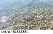 Transparent jellyfish gracefully gliding through clear water above a bed of smooth pebbles, showcasing its delicate tentacles and ethereal beauty in a serene aquatic environment. Стоковое видео, видеограф Ирина Ручушкина / Фотобанк Лори