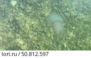 Transparent jellyfish gracefully gliding through clear water above a bed of smooth pebbles, showcasing its delicate tentacles and ethereal beauty in a serene aquatic environment. Стоковое видео, видеограф Ирина Ручушкина / Фотобанк Лори