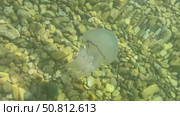 Ethereal jellyfish gliding through clear water above smooth pebbles, showcasing its delicate tentacles and tranquil ambiance of the underwater scene. Стоковое видео, видеограф Ирина Ручушкина / Фотобанк Лори