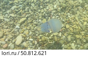 Ethereal jellyfish gliding through clear water above smooth pebbles, showcasing its delicate tentacles and tranquil ambiance of the underwater scene. Стоковое видео, видеограф Ирина Ручушкина / Фотобанк Лори