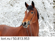 Dressage saddle horse portrait in winter woods background. Портрет спортивной верховой лошади на фоне зимнего леса в инее. Стоковое фото, фотограф Михаил Кондрашов / Фотобанк Лори
