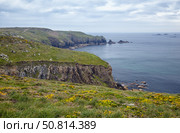 The coastline of Gamper bay covered with blooming gorse (ulex). Cornwall. England. GB. (2009 год). Стоковое фото, фотограф Сергей Пристяжнюк (Serg Zastavkin) / Фотобанк Лори