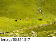 Стадо коров пасется на горном пастбище в зоне альпийских лугов. Стоковое фото, фотограф Игорь Дашко / Фотобанк Лори