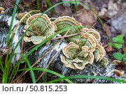 Траметес разноцветный (Trametes versicolor) Стоковое фото, фотограф Ирина Яровая / Фотобанк Лори