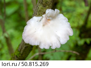 Вешенка легочная в лесу (Pleurotus pulmonarius) Стоковое фото, фотограф Ирина Яровая / Фотобанк Лори