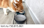 Happy corgi eats dry food from his bowl 4k footage. Стоковое видео, видеограф Соболева Наталия / Фотобанк Лори