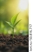 Young plant growing at sunlight. Environment and ecology concept. Sources for renewable, sustainable development. Стоковое AI-видео, аниматор Sergey Grishin / Фотобанк Лори