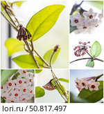 Hoya wax ivy collage. Стоковое фото, фотограф Любовь Назарова / Фотобанк Лори