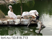 Pelicans (Lat.- Pelecanus) squabble with a great cormorant (Phalacrocorax carbo) on a zoo pond. Стоковое фото, фотограф Irina Opachevsky / Фотобанк Лори