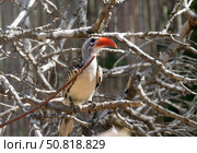 Red-billed hornbill (lat.- Tockus erythrorhynchus) Стоковое фото, фотограф Irina Opachevsky / Фотобанк Лори