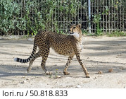 Cheetah (Acinonyx jubatus) is a large cat. Стоковое фото, фотограф Irina Opachevsky / Фотобанк Лори