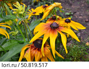 Flower coreopsis. Стоковое фото, фотограф Александр Карпенко / Фотобанк Лори