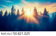 Tranquil Forest Sunrise: A warm light filters through the treetops in a mystic morning nature scene. Стоковое AI-изображение, AI-художник Данила Большаков / Фотобанк Лори