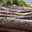 Pile of cut tree trunks in the forest, close up. Стоковое фото, фотограф Оксана Шведкова / Фотобанк Лори