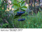 Чёрные спелые ягоды черноплодной рябины, летний сад. Стоковое фото, фотограф Андрей Цыганков / Фотобанк Лори