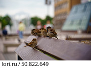Воробьи. Стоковое фото, фотограф Мулык Виталий / Фотобанк Лори