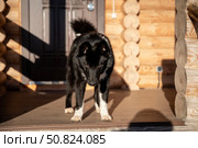 Русско-европейская лайка, щенок 8 месяцев. Стоковое фото, фотограф Людмила Заботина / Фотобанк Лори