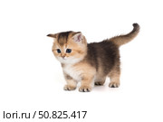 Small Scottish kitten stands sideways. Стоковое фото, фотограф Okssi / Фотобанк Лори