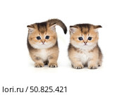 Two small Scottish breed kittens together. Стоковое фото, фотограф Okssi / Фотобанк Лори