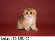Portrait of a small Scottish fold kitten. Стоковое фото, фотограф Okssi / Фотобанк Лори