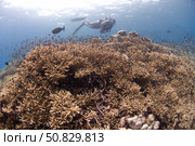 Masses of staghorn coral, Papua New Guinea. Стоковое фото, фотограф Steve Jones/Stocktrek Images / ТАСС / Фотобанк Лори