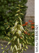 Yucca (Latin. Yucca) blooms in the garden. Yucca is a genus of arboreal evergreen plants of the Agave subfamily (Agavoideae) of the Asparagaceae family. Стоковое фото, фотограф Андрей Жигальцов / Фотобанк Лори
