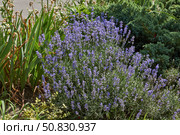Lavender (lat. Lavandula) blooms in the garden. Lavender is a genus of plants in the family Lamiaceae or Labiatae. Стоковое фото, фотограф Андрей Жигальцов / Фотобанк Лори
