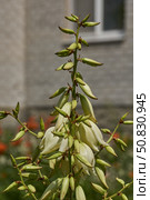 Yucca (Latin. Yucca) blooms in the garden. Yucca is a genus of arboreal evergreen plants of the Agave subfamily (Agavoideae) of the Asparagaceae family. Стоковое фото, фотограф Андрей Жигальцов / Фотобанк Лори