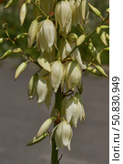 Yucca (Latin. Yucca) blooms in the garden. Yucca is a genus of arboreal evergreen plants of the Agave subfamily (Agavoideae) of the Asparagaceae family. Стоковое фото, фотограф Андрей Жигальцов / Фотобанк Лори