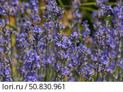 Lavender (lat. Lavandula) blooms in the garden. Lavender is a genus of plants in the family Lamiaceae or Labiatae. Стоковое фото, фотограф Андрей Жигальцов / Фотобанк Лори
