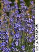 Lavender (lat. Lavandula) blooms in the garden. Lavender is a genus of plants in the family Lamiaceae or Labiatae. Стоковое фото, фотограф Андрей Жигальцов / Фотобанк Лори